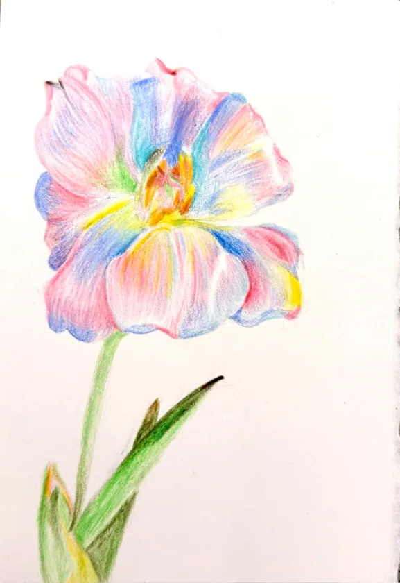 color pencil-tulip