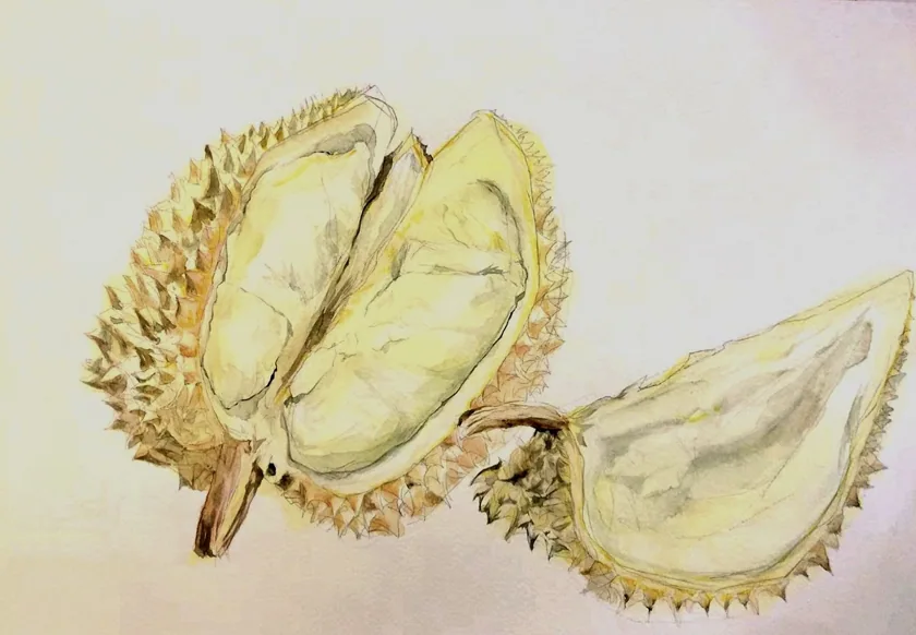 watercolor- durian