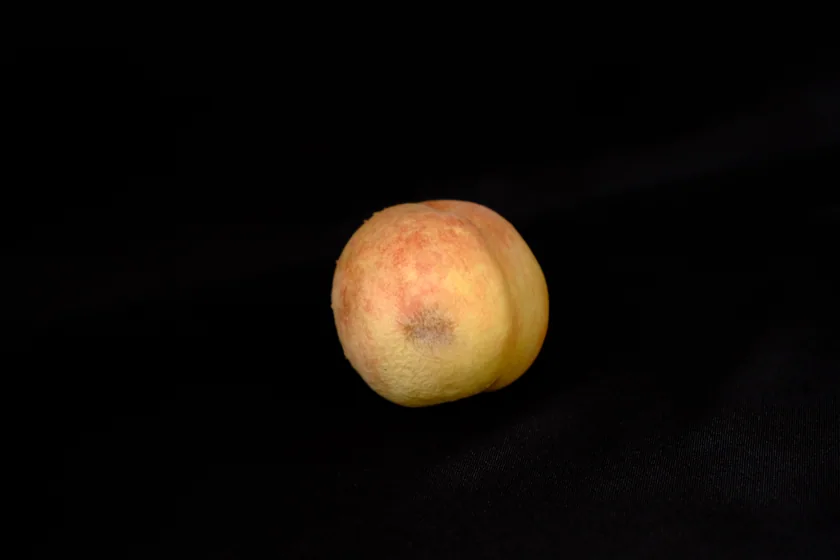 Rotten fruit & flower series — DSCF2409