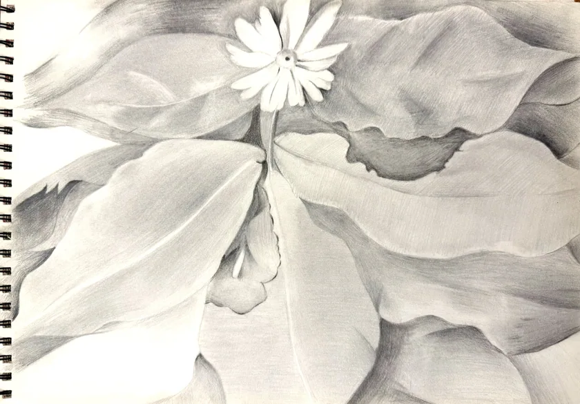 sketch-Study after Georgia Totto O'Keeffe: Yellow Hickory Leaves with Daisy