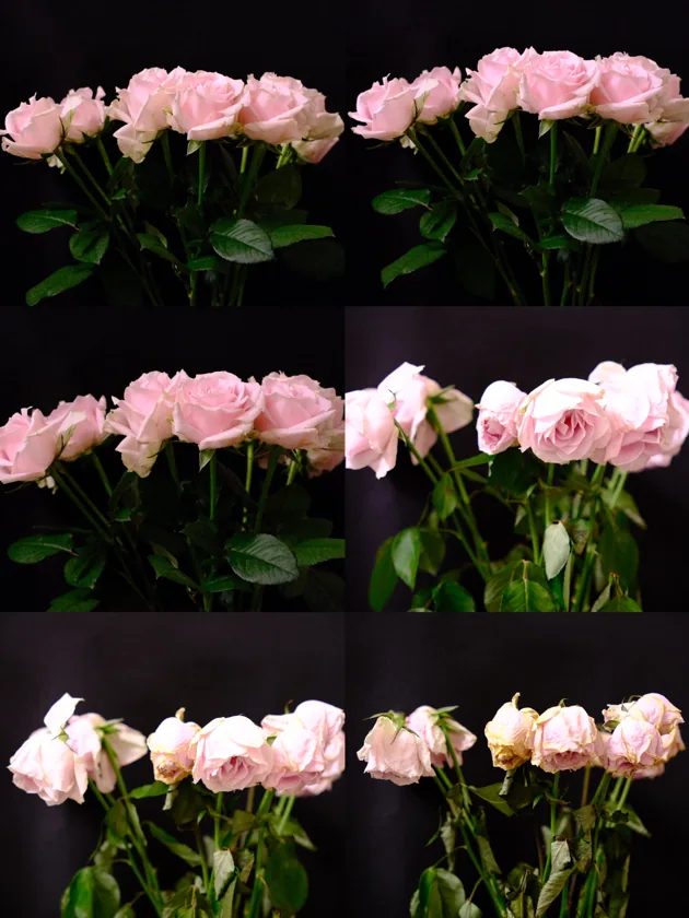 Rotten fruit & flower series — IMG_6933