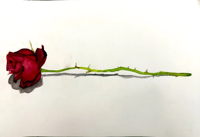 watercolor-rose